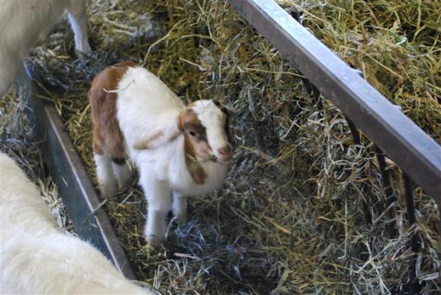 Baby Goat at the Museum of Agriculture